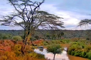 Река в Африке. Веб-камеры Лайкипии
