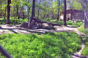 Вольер с серыми волками. Зоопарк Szegedi Vadaspark веб камера онлайн