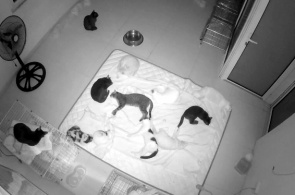 Приют для животных "Hanoi Pet Rescue" веб камера онлайн