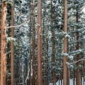 Усьвинские столбы: каменные хранители Пермского края
