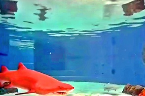 Акулья лагуна. Веб-камеры Лонг Бич