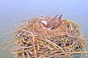 Rutland Osprey. Веб-камеры Ратленд