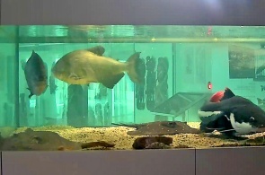 Аквариум в Морском выставочном центре. Веб-камеры Светлогорска онлайн