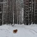 ТОП-5 сибирских уголков, которые подарят незабываемое зимнее путешествие