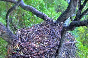 Гнездо морского орла. Веб-камеры Сиднея