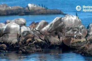 Залив Monterey Bay. Веб камеры Монтерея онлайн