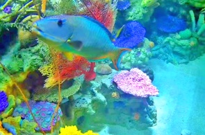 Аквариум с тропическими рыбами. Веб-камеры Лонг Бич