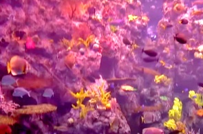 Тропический риф Аквариум оф Пасифик. Веб-камеры Лонг Бич