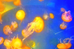 Аквариум с медузами. Веб-камеры Лонг Бич