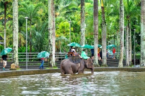 Парк слонов. Elephant Safari Park. Веб камеры Бали онлайн