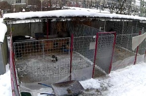 Приют «DOG RESCUE". Бухарест веб камера онлайн