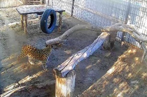 Дальневосточный леопард Елисей. Барнаульский зоопарк веб камера онлайн