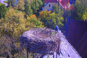 Гнездо Белого Аиста. Веб камеры Берлина онлайн