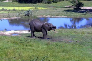 Слоны. Национальный парк Абердэр веб камера онлайн